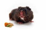 Black Hamster Stock Photo