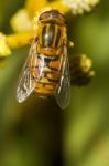 Orange Hoverfly Stock Photo