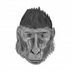 Crested Black Macaque Head Drawing Stock Photo