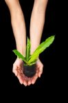 Hand Holding Plant Stock Photo