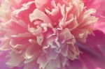 Pink Peony Macro Stock Photo