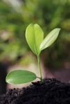 Green Plant Stock Photo