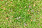 Green Grass And Dry Leaves On Ground Stock Photo