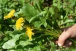 Bouquet Of Dandelions Stock Photo