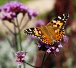 Painted Lady Stock Photo