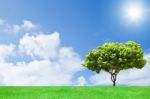 Tree And Sky Background Stock Photo