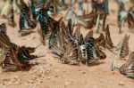 Diversity Of Butterfly Species,butterfly Eating Salt Licks On Ground Stock Photo