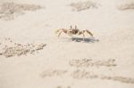 Crab On Sand Stock Photo