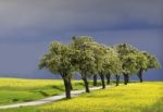 Field Of Rapeseed Stock Photo