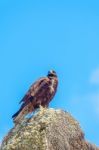 Galapagos Hawk Stock Photo