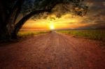 Land Scape Of Dustry Road In Rural Scene And Big Rain Tree Plant Against Beautiful Sunset Sky Use For Natural Background Stock Photo