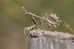 Empusa Pennata Insect Stock Photo