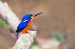 Blue-eared Kingfisher (male) Stock Photo