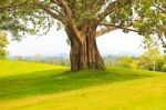 Old Big Tree Stock Photo