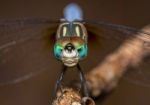 Dragon Fly Stock Photo