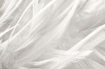 White Chicken Feather Texture Background Stock Photo