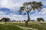 Spring Countryside Landscape Stock Photo