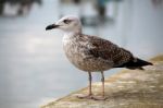 Lonely Seagull On The Docks Stock Photo