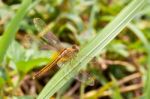 Yellow And Black Pattern Dragon Fly On Grass Stock Photo