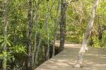 Mangrove Forests Stock Photo