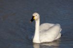 Whooper Swan Cygnus Cygnus Stock Photo