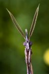 Male Empusa Pennata Stock Photo