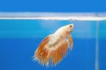 Golden Fighting Fish, Betta Splendens Stock Photo