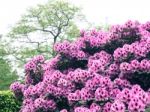 Rhododendron,flowers Stock Photo