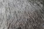 Cat Fur Stock Photo