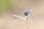 
Dragonfly Wings Perched On Twigs Warm Sunshine Stock Photo