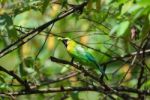 Male Blue-winged Leafbird Stock Photo