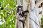 Dusky Leaf Monkey Or Trachypithecus Obscurus On Tree Stock Photo