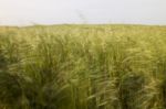 Mediterranean Native Vegetation Stock Photo