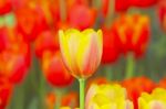 Tulip Flowers Stock Photo