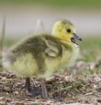 Beautiful Picture With A Funny Chick On The Grass Stock Photo