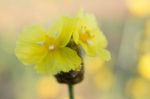 
Xyridaceae Beautiful Field Full Of Yellow Macro For Details Stock Photo