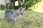 Kitten In The Garden Stock Photo