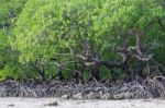 Mangrove Forest Stock Photo