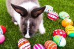 Rabbit And Easter Eggs In Green Grass Stock Photo