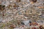 Berthelot's Pipit (anthus Berthelotii) Stock Photo