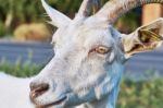 The Head Of A White Goat Stock Photo