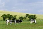 Cows Stock Photo