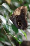 Owl Butterfly (caligo Memnon) Stock Photo