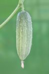 Fresh Cucumber Attach Branch On Green Farm Stock Photo