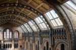 Ceiling Detail Of The Natural History Museum In London Stock Photo