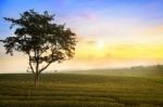 Tea Field At Chiangrai Thailand Stock Photo