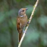 Female Large Niltava Stock Photo