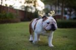 Bulldog Walking In The Park Stock Photo