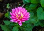 The Closeup Of Colorful Flower With Background Of Green Leaves Stock Photo