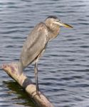 Photo Of A Great Blue Heron Watching Somewhere Stock Photo